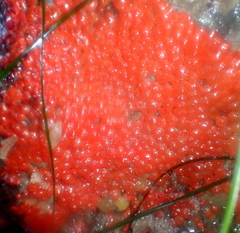 Metandrocarpa dura