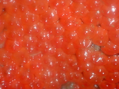 Metandrocarpa dura