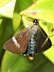 Coenotoca subaspersa