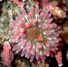 Urticina clandestina