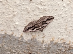 Chrysolarentia leucophanes