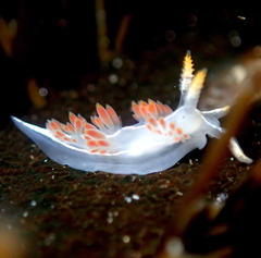 Coryphella trilineata