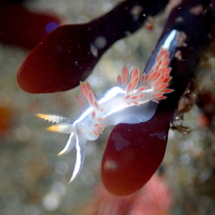Coryphella trilineata