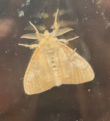 Dasychira vagans