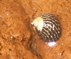 Austrocochlea porcata