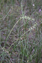 Prasophyllum odoratum