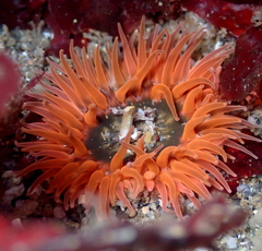 Anthopleura artemisia