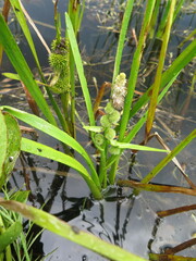 Sparganium japonicum