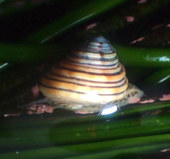 Calliostoma canaliculatum