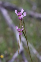 Diuris daltonii