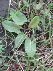 Rumex thyrsiflorus