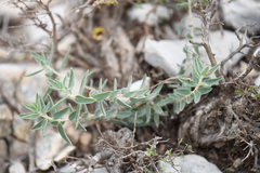 Euphorbia acuta