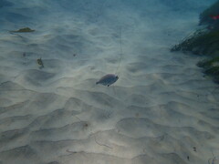 Hyperprosopon argenteum