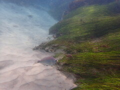 Hyperprosopon argenteum