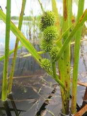 Sparganium japonicum