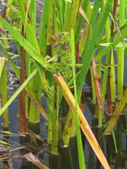 Sparganium japonicum