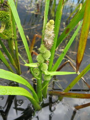 Sparganium japonicum