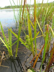 Sparganium japonicum