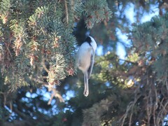 Poecile atricapillus