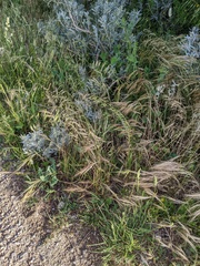 Bromus diandrus