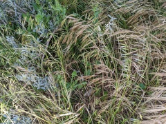 Bromus diandrus
