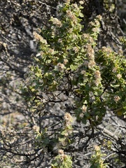 Baccharis pilularis consanguinea