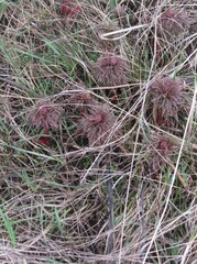 Paeonia tenuifolia