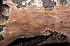 Steccherinum nitidum