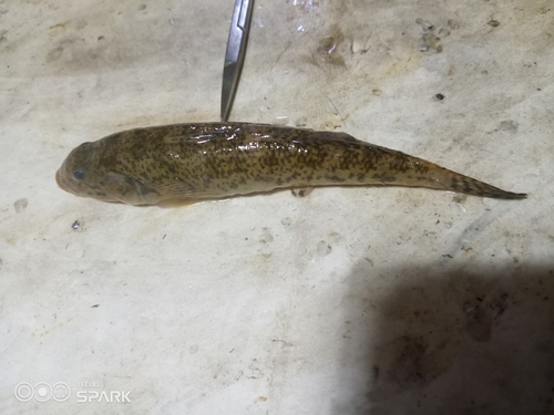 Kribia (Kribia kribensis) — Eleotridae