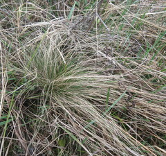 Festuca valesiaca
