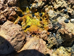 Nerita melanotragus