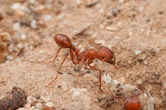 Pogonomyrmex maricopa