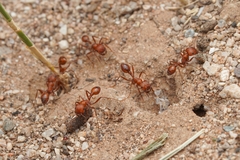Pogonomyrmex maricopa