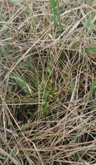 Carex humilis
