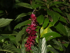 Megaskepasma
