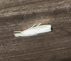 Microcrambus biguttellus