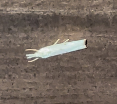 Microcrambus biguttellus