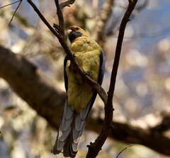 Platycercus elegans flaveolus