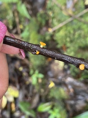 Dicephalospora rufocornea