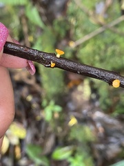 Dicephalospora rufocornea