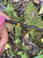 Dicephalospora rufocornea