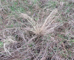 Stipa pennata