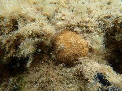 Plesiastrea versipora