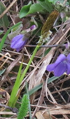 Carex michelii