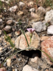 Convolvulus remotus