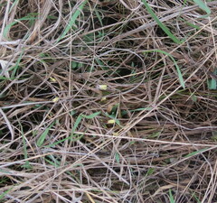 Carex humilis