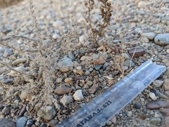 Kaviria rubescens