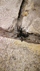 Chaetopelma olivaceum