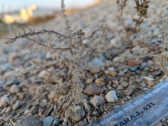 Kaviria rubescens