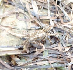 Parasesarma erythodactylum